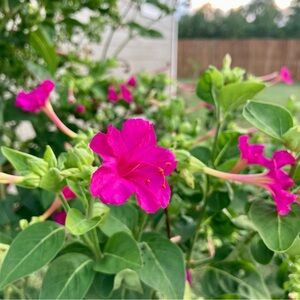 80 Pink Four O’Clock Flower Seeds Gardening